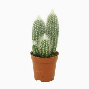 Cleistocactus
