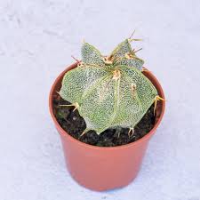 Mini Astrophytum
